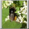 Merodon equestris - Narzissenschwebfliege 27.jpg